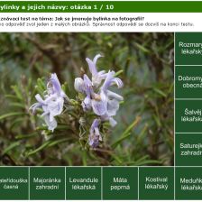 Poznávačka - bylinky
