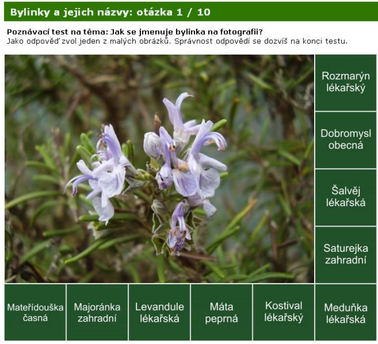 zobrazit detail snímku: Poznávačka - bylinky