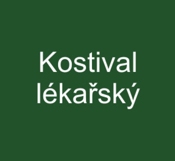 zobrazit detail snímku: Kostival lékařský