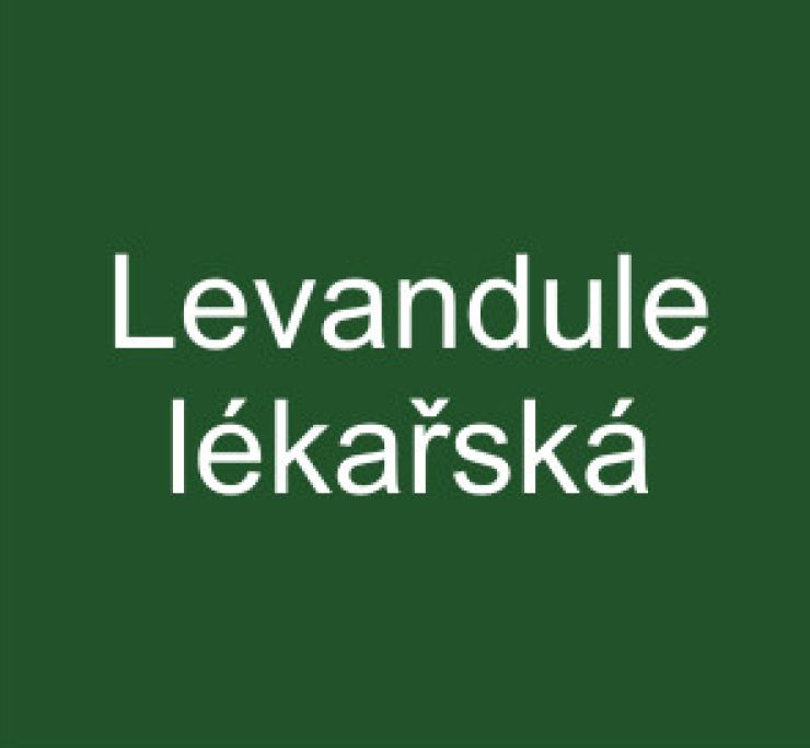 zobrazit detail snímku: Levandule lékařská