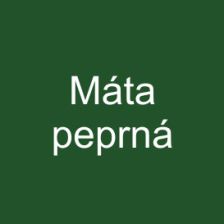 Máta peprná
