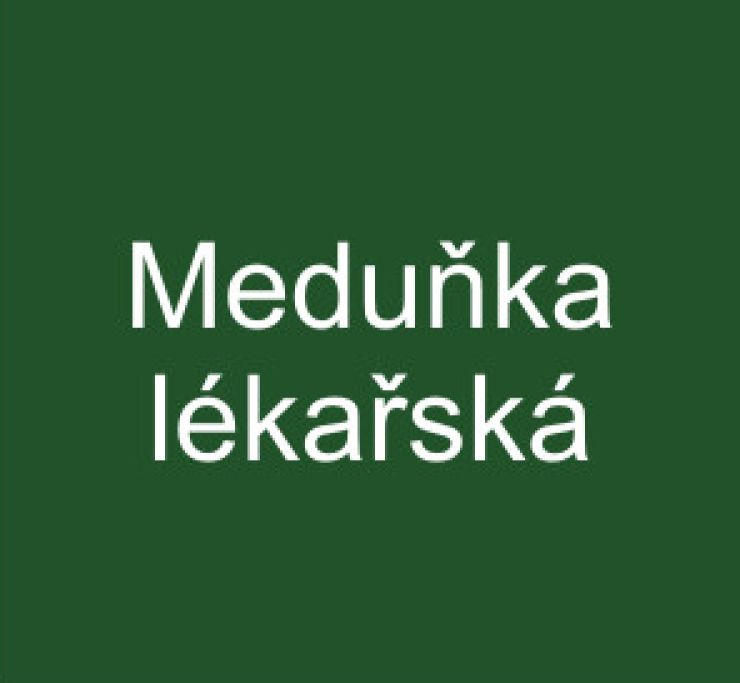 zobrazit detail snímku: Meduňka lékařská