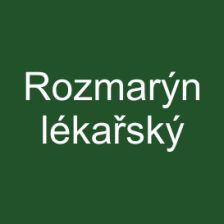 Rozmarýn lékařský