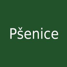 Pšenice