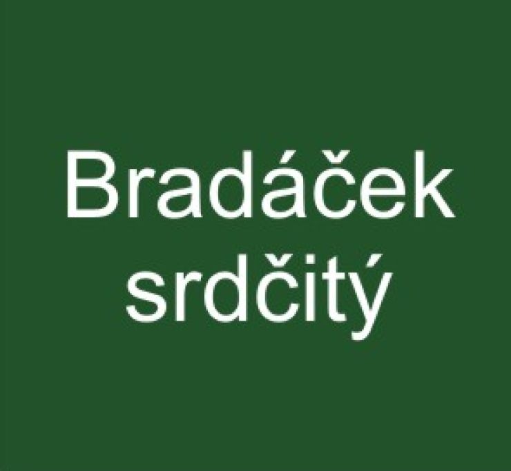 zobrazit detail snímku: Bradáček srdčitý