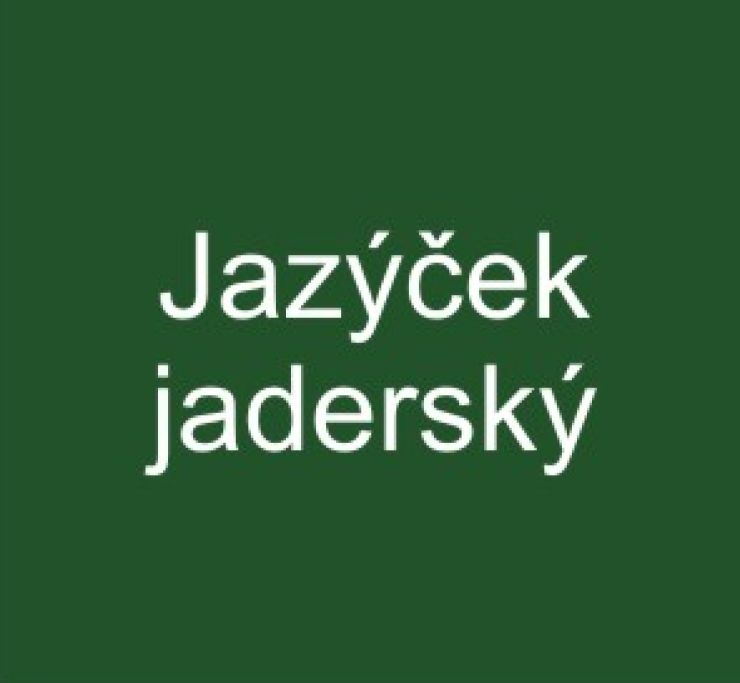 zobrazit detail snímku: Jazýček jaderský