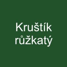 Kruštík růžkatý