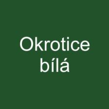Okrotice bílá