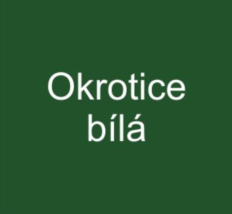 zobrazit detail snímku: Okrotice bílá