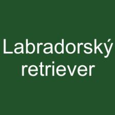 Labradorský retriever