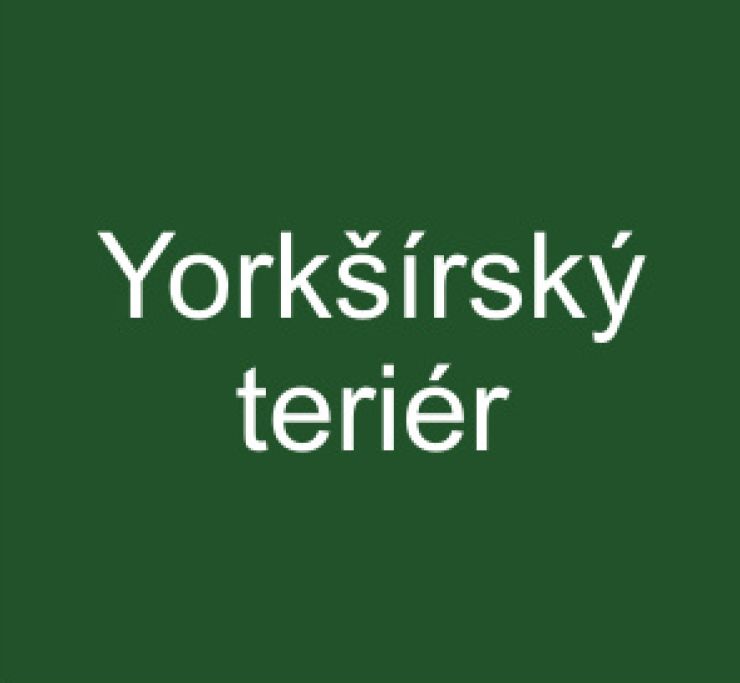 zobrazit detail snímku: Yorkšírský teriér