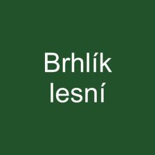 Brhlík lesní
