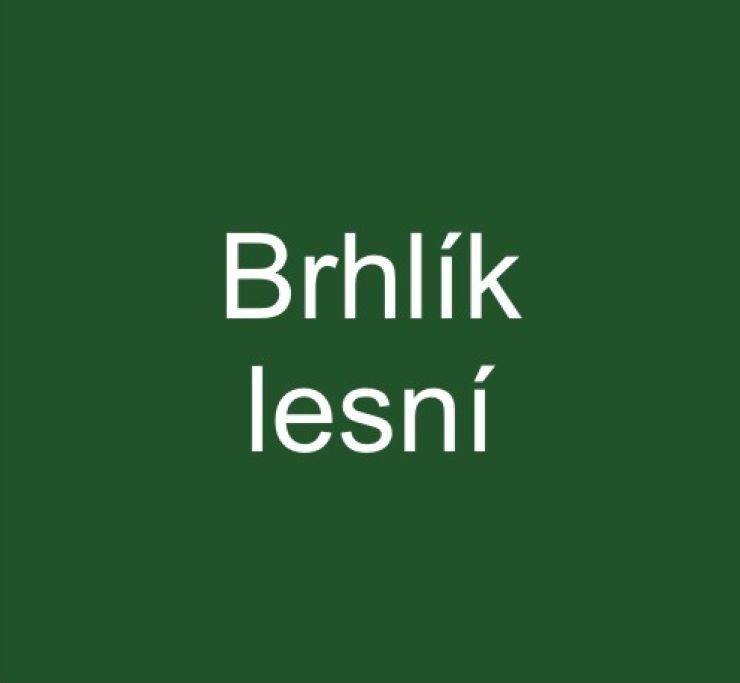 zobrazit detail snímku: Brhlík lesní