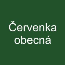 Červenka obecná