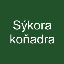 Sýkora koňadra
