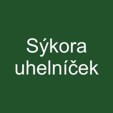 Sýkora uhelníček