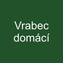 Vrabec domácí