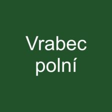 Vrabec polní