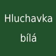 Hluchavka bílá