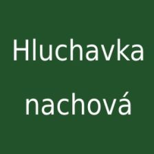 Hluchavka nachová