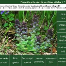 Poznávačka Poznej hluchavkovité rostliny