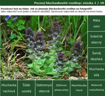 Poznávačka Poznej hluchavkovité rostliny - klikněte pro zobrazení detailu Poznávačka Poznej hluchavkovité rostliny - klikněte pro zobrazení detailu
