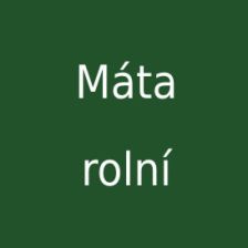 Máta rolní