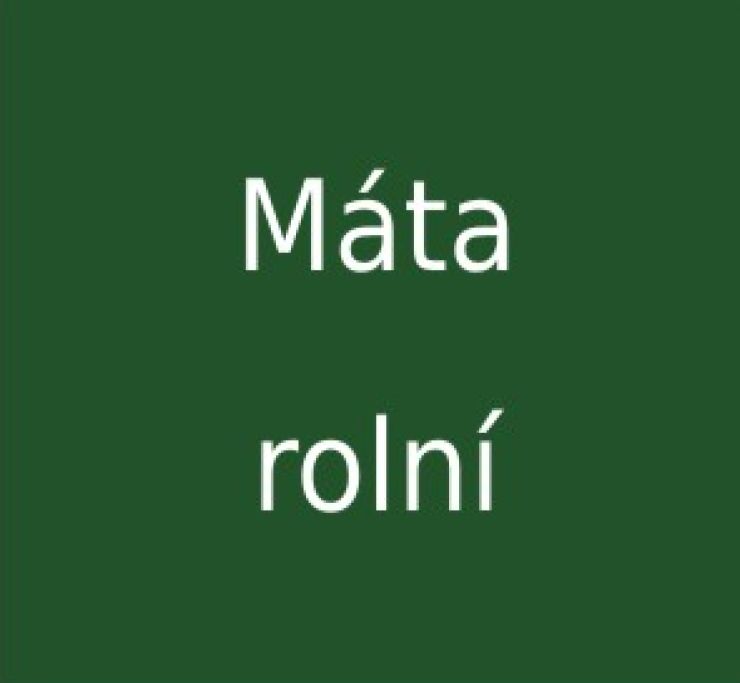 zobrazit detail snímku: Máta rolní