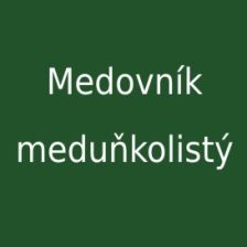 Medovník meduňkolistý