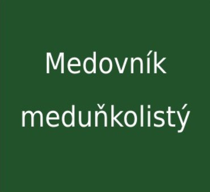 zobrazit detail snímku: Medovník meduňkolistý
