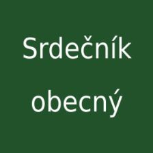 Srdečník obecný