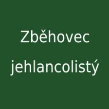 Zběhovec jehlancovitý