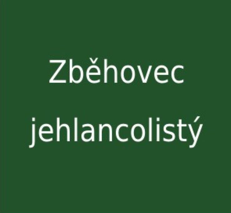 zobrazit detail snímku: Zběhovec jehlancovitý