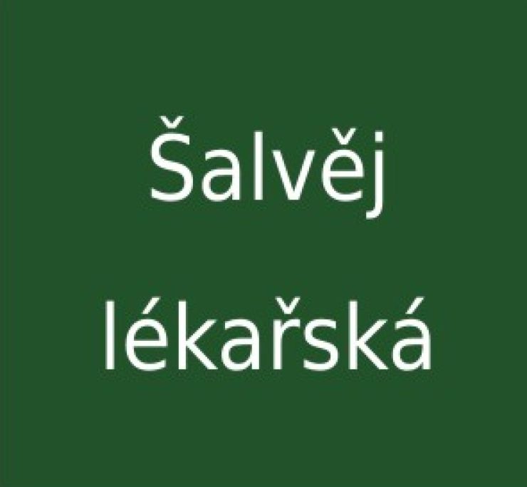 zobrazit detail snímku: Šalvěj lékařská