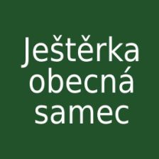 Ještěrka obecná - samec