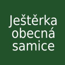 Ještěrka obecná samice