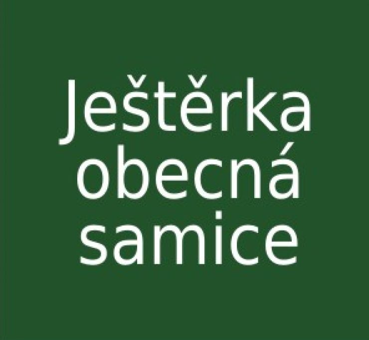 zobrazit detail snímku: Ještěrka obecná samice