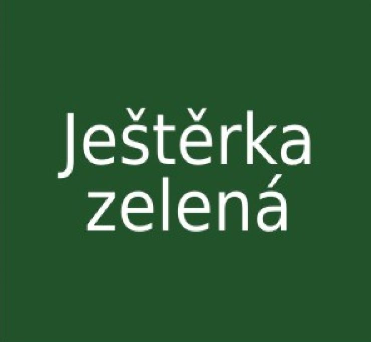 zobrazit detail snímku: Ještěrka zelená