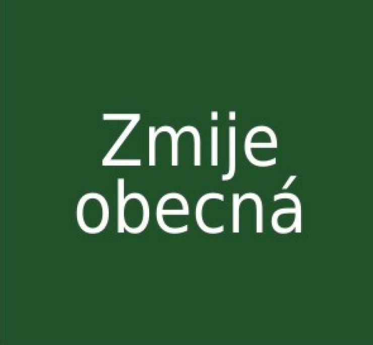 zobrazit detail snímku: Zmije obecná