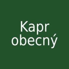kapr obecný