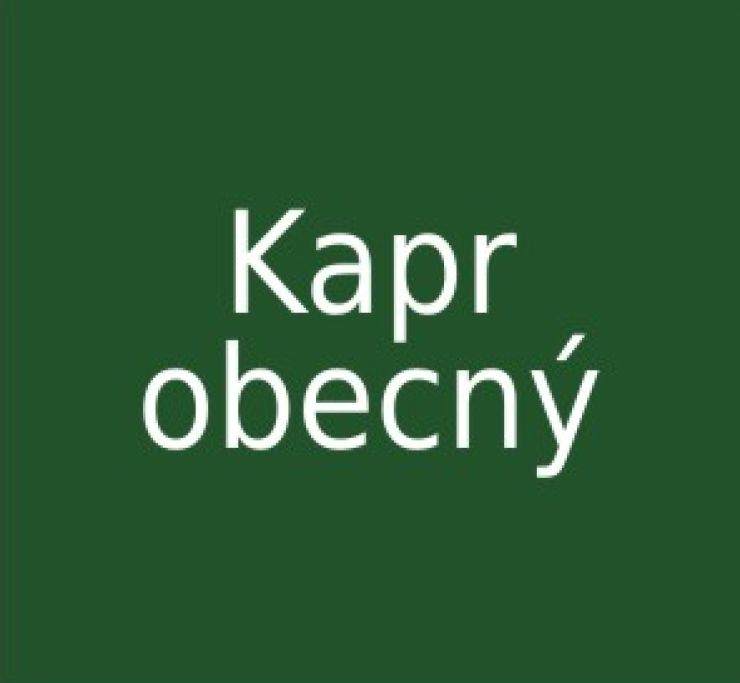 zobrazit detail snímku: kapr obecný