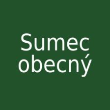 Sumec obecný