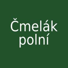 Čmelák polní