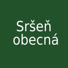 Sršeň obecná