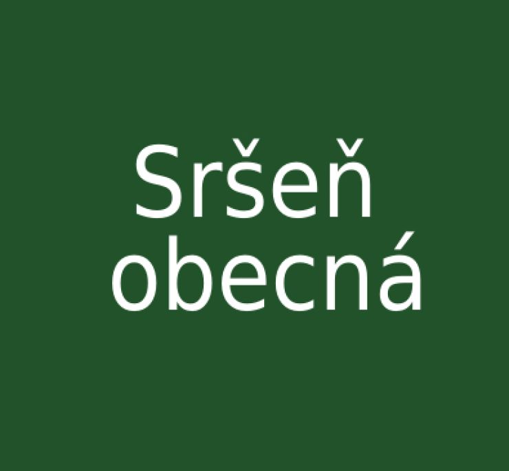zobrazit detail snímku: Sršeň obecná
