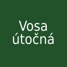 Vosa útočná