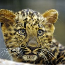 Čínský leopard