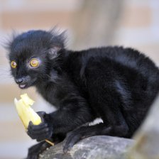 Lemur černý