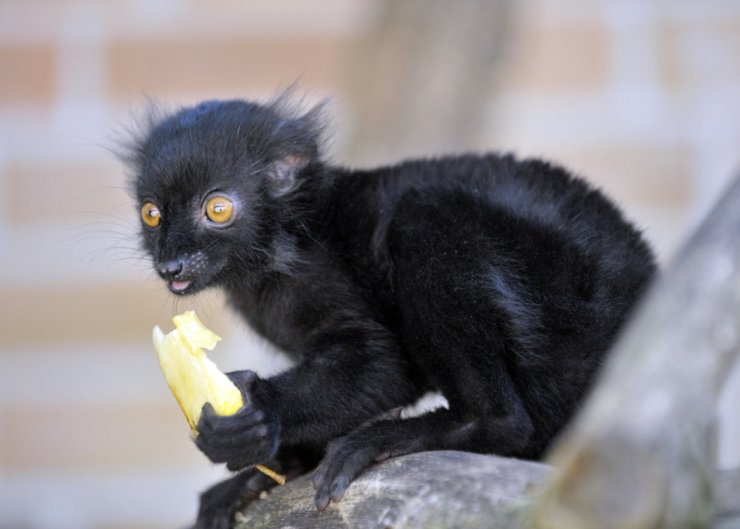 zobrazit detail snímku: Lemur černý