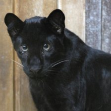 Puma americká